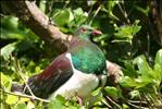 Kereru